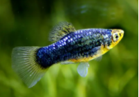 批发金鱼最便宜的地方（批发金鱼最便宜的地方1元）