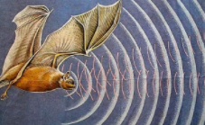 蝙蝠的进化过程（蝙蝠进化过程中中长期什么的结构）