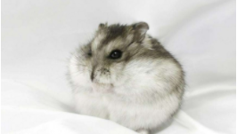 适合学生党养的宠物（适合学生党养的宠物便宜好养不易死）