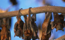 蝙蝠的进化过程（蝙蝠进化过程中中长期什么的结构）