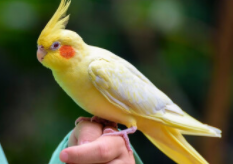 宠物鸟交易网站（宠物鸟交易吧）