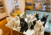 宠物店会买到病猫吗（宠物店买的猫会有狂犬病吗）