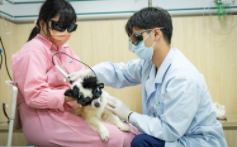 广州中兽医很厉害的医院（广州哪里有兽医中专）