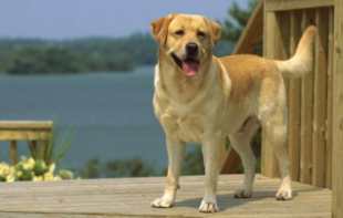 拉布拉多纯种和不纯种有什么区别（拉布拉多纯种的有什么特点）