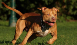 十大攻击力最强的犬（十大攻击力最强的犬排名）