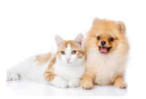 适合学生养的宠物且价格便宜（适合学生养的宠物且价格便宜的动物）