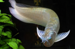 最好养的观赏鱼是什么品种（最好养的观赏鱼是什么品种的）