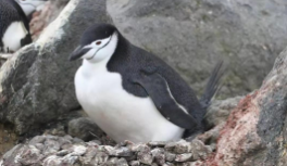 南极动物有哪些（南极动物有哪些英文）