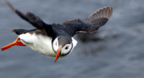 极地鸟类（极地动物百科）