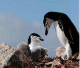 企鹅鸟类（企鹅鸟类蚂蚁庄园）