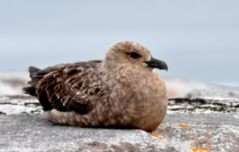 南极贼鸥的天敌是什么（南极贼鸥会攻击人类吗）