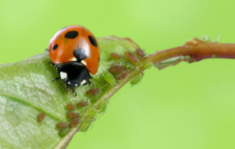七星瓢虫吃什么食物（七星瓢虫是害虫还是益虫）