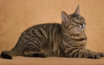 狸花猫又叫什么猫（狸花猫是什么意思）