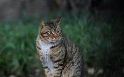 小猫10元一只（小猫10元一只深州）