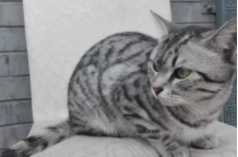 灰色狸花猫是什么品种（灰色狸猫叫什么）