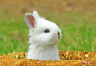 初中生养什么宠物合适（初中生养什么宠物合适女生）