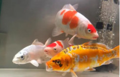 养锦鲤100升水放多少盐（鱼缸100升水放盐计算公式）