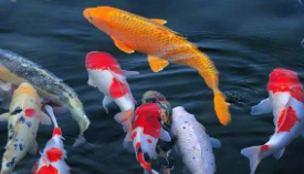 鱼吃什么（鱼吃什么东西才能养活家养）