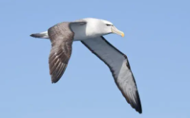 南极信天翁（信天翁级）