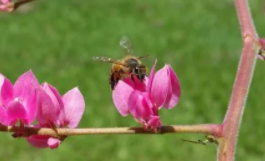 蜜蜂是鸟类吗（蜜蜂是不是属于鸟类）