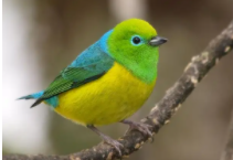 鸟类都有什么鸟类（鸟类有哪些鸟类）