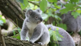 能睡又能熬夜是什么动物（又能熬夜又能睡觉）