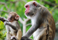 第一聪明的动物（第一聪明的动物是什么）