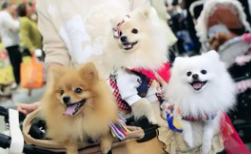 2024年宠物展一览表最新（2021年宠物展排期）