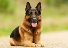 纯种德国牧羊犬标准（纯种德国牧羊犬800万）