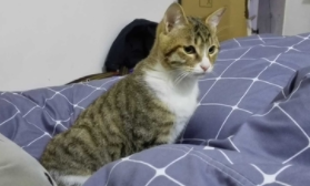 纯白狸花猫多少钱一只（白色狸花猫多少钱一只）