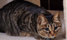 狸花猫是中国独有的吗（狸花猫是中国猫吗）