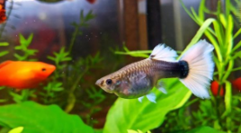 孔雀鱼仔吃什么鱼食（孔雀鱼崽吃啥）