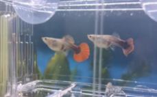 观赏鱼大百科（观赏鱼大百科知识）