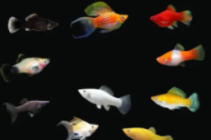 小型观赏鱼种类（小型观赏鱼种类有哪些）