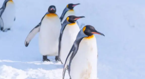 企鹅是双重呼吸吗（企鹅是两栖动物还是哺乳动物）