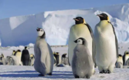 企鹅有气囊辅助呼吸吗（企鹅用什么辅助呼吸）