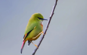 十大最漂亮的鸟排名（10大最漂亮的鸟）