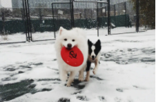 女生养边牧还是萨摩耶（女生养边牧还是萨摩耶好）