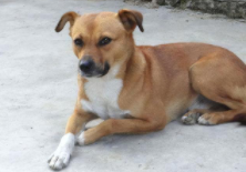 中国最好看的土狗（中国最好看的土狗中华田园犬）