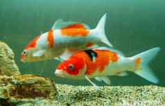 新手怎么养观赏鱼的基本方法（新手怎么养观赏鱼的基本方法图解）