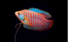 最好养的冷水观赏鱼排行榜（最好养的冷水观赏鱼排行榜前十名）