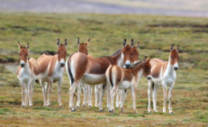 野生动物保护宣传语（野生动物保护宣传语录）