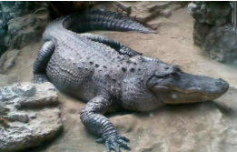 鳄鱼是事物吗（鳄鱼是动物吗?）