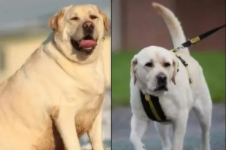 拉布拉多跟金毛哪个好（拉布拉多跟金毛哪个好看）