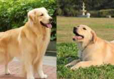 拉布拉多和金毛的区别（拉布拉多和金毛的区别是什么）
