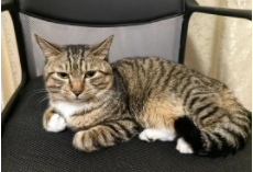 国外一只狸花猫卖多少钱（国外狸花猫很值钱吗）