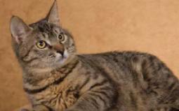 狸花猫白脚白肚稀有吗（狸花猫白爪子白肚皮）