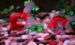 一般观赏鱼怎么喂养（观赏鱼怎么喂养才能长大）