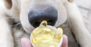 狗狗一天吃几颗鱼油合适（鱼油狗狗一天可以吃多少粒）