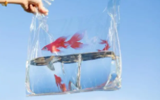 带观赏鱼怎么过高铁安检（观赏鱼带上高铁怎么装）